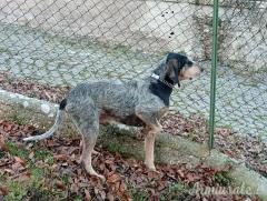 Vendo cane da cinghiale