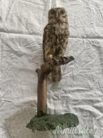 vari trofei in tassidermia