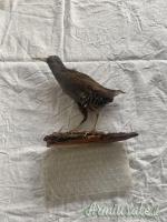 vari trofei in tassidermia