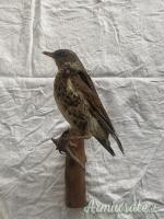 vari trofei in tassidermia