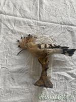 vari trofei in tassidermia