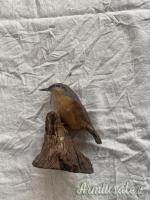 vari trofei in tassidermia