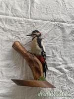 vari trofei in tassidermia