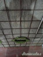 CAPANNI PER MIGRATORIA E SELEZIONE UNGULATI