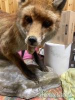 trofeo volpe in tassidermia