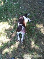 SPRINGER SPANIEL INGLESE