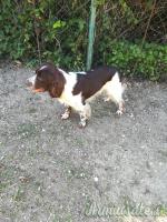 SPRINGER SPANIEL INGLESE