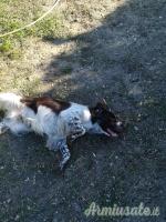 SPRINGER SPANIEL INGLESE