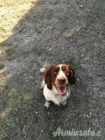 SPRINGER SPANIEL INGLESE