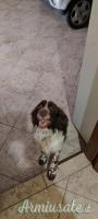 SPRINGER SPANIEL INGLESE