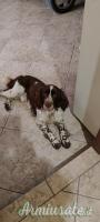 SPRINGER SPANIEL INGLESE