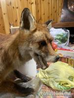 trofeo volpe in tassidermia