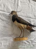 vari trofei in tassidermia