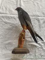 vari trofei in tassidermia