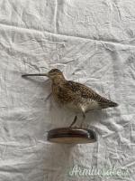 vari trofei in tassidermia