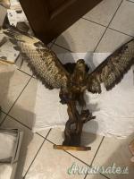 vari trofei in tassidermia