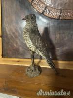 vari trofei in tassidermia