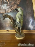 vari trofei in tassidermia