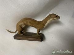 vari trofei in tassidermia