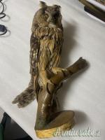 vari trofei in tassidermia