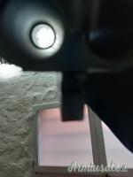 Daffini cani esterni 12