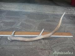 Corno per costruire manici