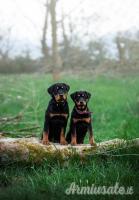 Due Rottweiler