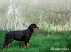 Due Rottweiler