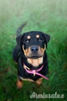 Due Rottweiler