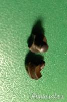 CEDO set completo viti ponticello Mauser K98