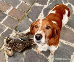 Breton maschio disponibile per accoppiamento