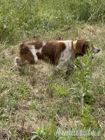 Breton maschio disponibile per accoppiamento