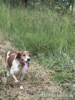 Breton maschio disponibile per accoppiamento