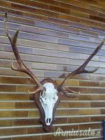 Trofeo di cervo