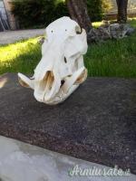 Teschio di cinghiale