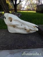 Teschio di cinghiale