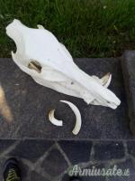 Teschio di cinghiale