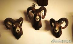 TROFEI DI CACCIA, CORNA e PALCHI, tassidermia di Muflone