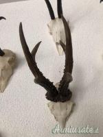 TROFEI DI CACCIA, CORNA e PALCHI, tassidermia di Tahr,Cervo,Daino,Camoscio,Federal goat