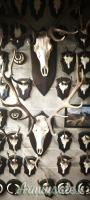 TROFEI DI CACCIA, CORNA e PALCHI, tassidermia di Tahr,Cervo,Daino,Camoscio,Federal goat