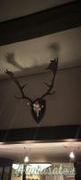 TROFEI DI CACCIA, CORNA e PALCHI, tassidermia di Tahr,Cervo,Daino,Camoscio,Federal goat