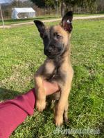 Pastore Belga Maliois