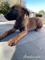 Pastore Belga Maliois