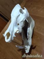 VENDO TROFEI CAPRIOLO, CORNA CADUCHE DAINO, MUFLONI.