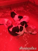 Cuccioli di Epagneul Breton