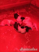 Cuccioli di Epagneul Breton