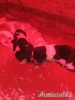 Cuccioli di Epagneul Breton