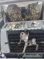 Cuccioli di Epagneul Breton