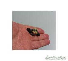 Mini tirapugni con lama Mod.Extreme skull