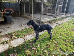 VENDO DRAHTHAAR femmina